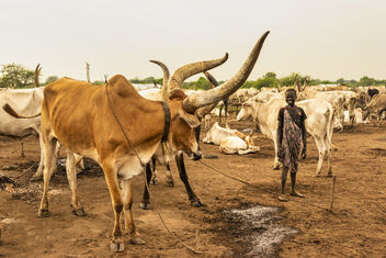 Best Cow, Mundari - image gratuit #474747 