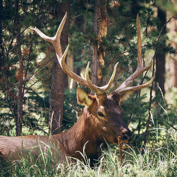 Elk, Yellowstone - image gratuit #474987 