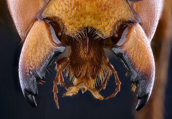 murder hornet, f, mandibles of death_2020-10-01-19.13.54 ZS PMax UDR - Free image #475057