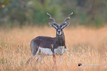 A Blackbuck Deer in the Grassland - бесплатный image #475127