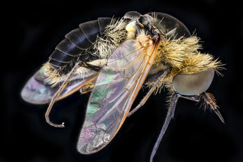 Black hump fly, u, right_2020-09-16-18.37.12 ZS PMax UDR - Kostenloses image #475417