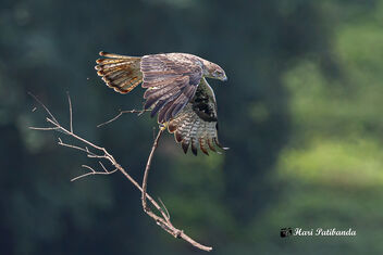 A Bonelli's Eagle Carrying heavy nesting materials - image #475447 gratis