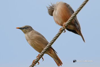 A Pair of Chestnut Tailed Starlings - image #475577 gratis