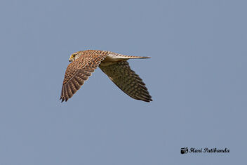 A Female Common Kestrel hunting - Kostenloses image #475607