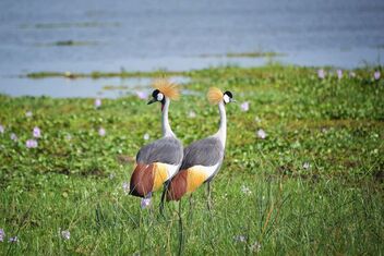 Grey Crowned Cranes - image gratuit #475707 