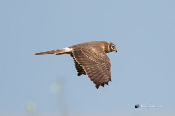 A Pallid Harrier in Flight during the morning Hunt - image gratuit #475717 