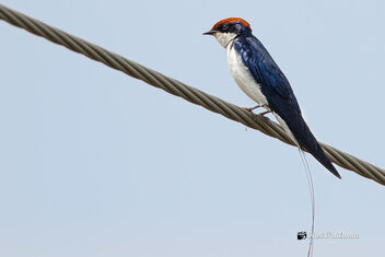 A Wire Tailed Swallow on a wire - image #475767 gratis