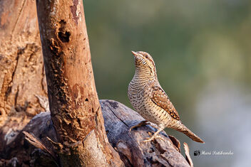 A Rare Eurasian Wryneck on a bare tree branch - Free image #475847