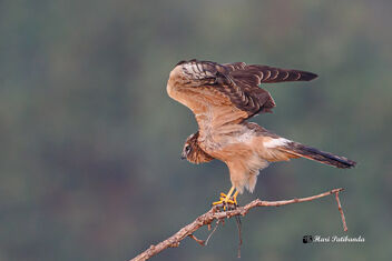 A Montagu's Harrier Flying away - Kostenloses image #475887