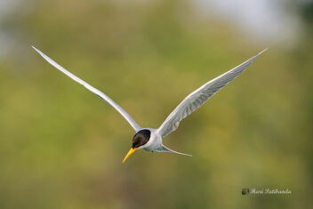 A River Tern looking for fish - бесплатный image #475937
