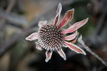 Frosty flower - image gratuit #475957 