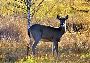 White-tailed deer - image gratuit #475997 