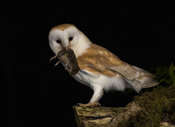 Barn Owl Night Shoot - Kostenloses image #476217