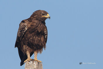 A Majestic Greater Spotted Eagle - image gratuit #476277 