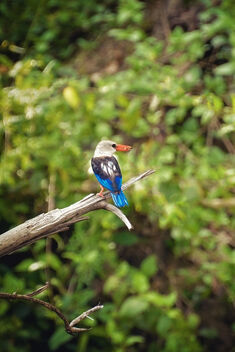 Woodland Kingfisher - image #476427 gratis