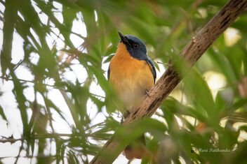 A Tickell's Blue Flycatcher hiding in the bamboo bush - бесплатный image #476507