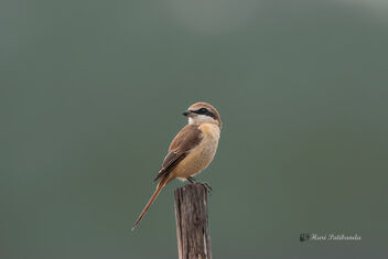 A Brown Shrike on a Lovely Perch - image gratuit #476567 