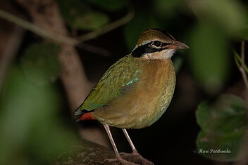 An Indian Pitta deep in the Bushes - image #476707 gratis