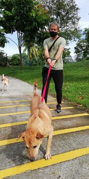 Dog walking - sniff, sniff - image gratuit #476727 