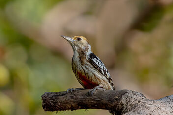A Yellow Crowned Woodpecker busy at work - image gratuit #476747 