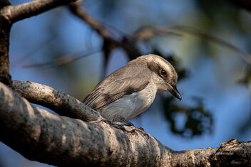 A Common Woodshrike foraging in the morning - Kostenloses image #476767