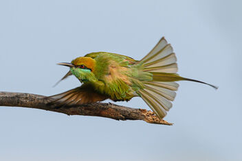 A Green Bee Eater Taking Off - image gratuit #476827 