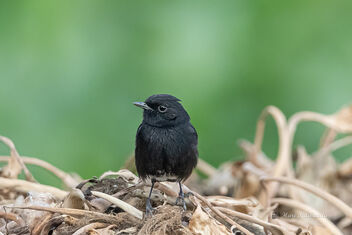 A Pied Bushchat in the dried Water Hyacinth - image gratuit #477117 