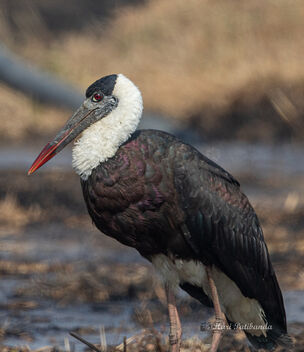 A Woolly Necked Stork in a wet field - image gratuit #477227 