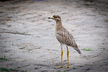Spotted thick-knee (Burhinus capensislsize) - Free image #477377
