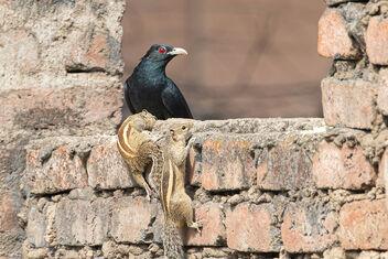 An Asian Koel and Squirrels Scrambling for some food - image gratuit #477397 