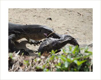 Monitor lizard and its food - Free image #477417