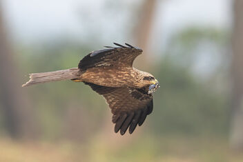 The Black Kite finally flying back to its nest - image #477427 gratis