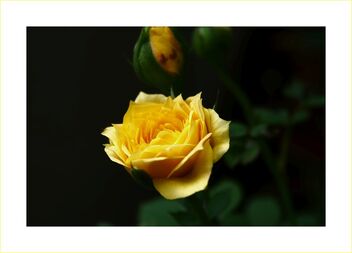 Yellow rose - image gratuit #477557 