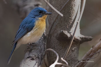 A Tickell's Blue Flycatcher busy at work - бесплатный image #477627