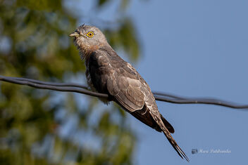A Common Hawk Cuckoo Readying for the day - image gratuit #477687 