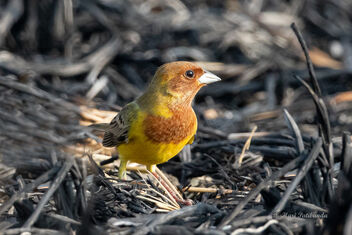 A Red Headed Bunting Foraging in the burnt paddyfields - image gratuit #477717 