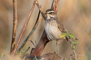 A Female Bluethroat actively looking for insects - image gratuit #477767 
