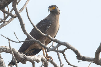 A Crested Serpent Eagle Waiting for the hot sun - image #477827 gratis