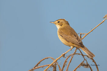 A Booted Warbler on a beautiful Perch - image gratuit #478017 