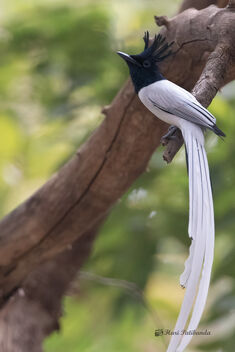 An Indian Paradise Flycatcher hunting for insects - бесплатный image #478067