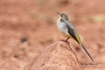 A Gray Wagtail taking a quick rest - image #478117 gratis