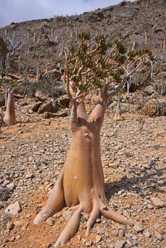 Bottle Tree, Socotra Is. - бесплатный image #478147