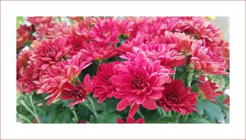 Chrysanthemum flowers are popular during lunar new year - бесплатный image #478237