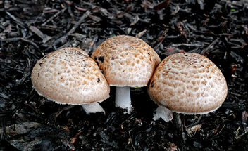 Parasol mushroom (Macrolepiota procera) - image #478247 gratis
