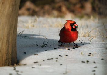 Cardinal Gobbling Seed - Free image #478507