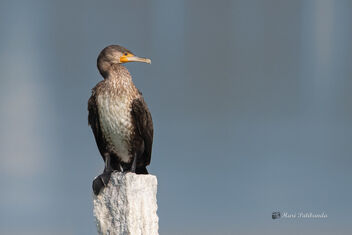A Great Cormorant in Breeding plumage sunbathing - image gratuit #478637 