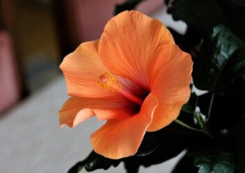 Chinese rose,,, Hibiscus rosa-sinensis - Free image #478757