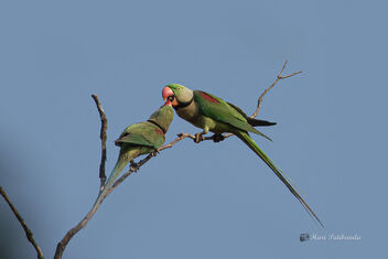 A Male with another - Alexandrine Parakeets - image gratuit #478777 