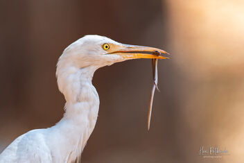 A Cattle Egret with a Skink - image gratuit #479007 
