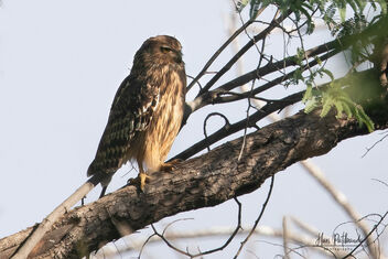 A Brown Fish Owl after a meal - image gratuit #479077 